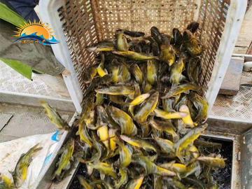 德兴黄骨鱼养殖技术 基地生产黄颡鱼 黄辣丁厂家