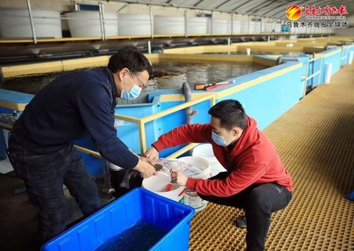 新开局新征程|工厂化鲈鱼养殖技术批量上市