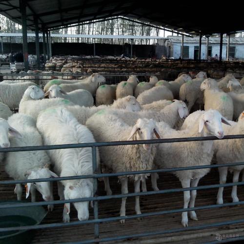养5一6代波尔山羊图片 白萨福克种公羊养殖厂
