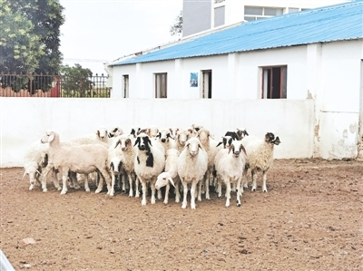 科技助滩羊产业更“洋气”