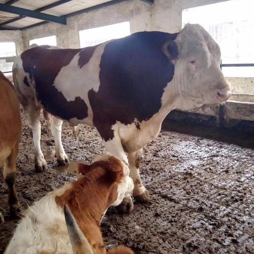 厂家直供西门塔尔牛 提供技术支持 正大牧业 西门塔尔牛犊养殖厂