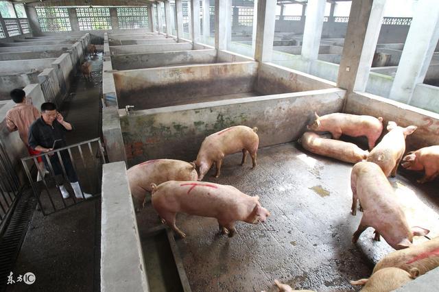 畜禽养殖环保政策高压影响,未来猪价有望持续高位